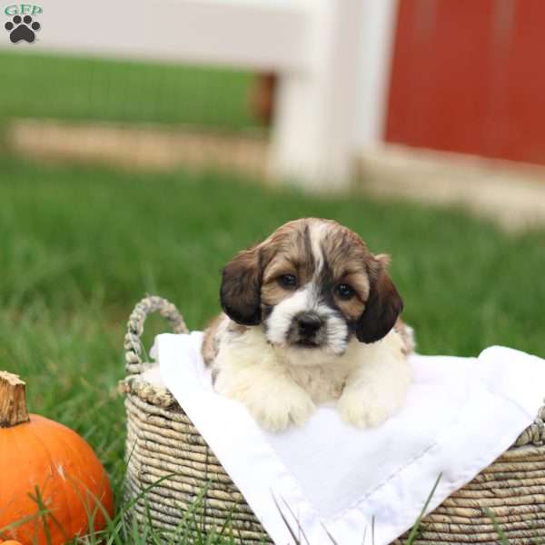 Skyler, Shih-Poo Puppy