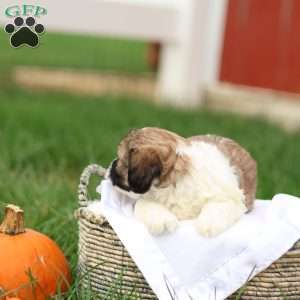 Skyler, Shih-Poo Puppy