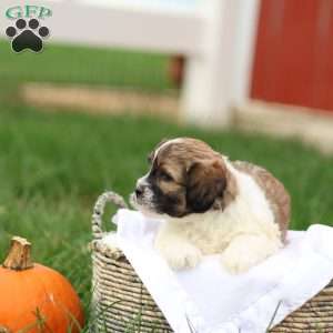 Skyler, Shih-Poo Puppy
