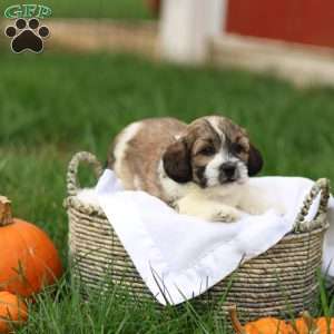 Skyler, Shih-Poo Puppy