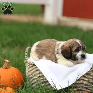 Skyler, Shih-Poo Puppy