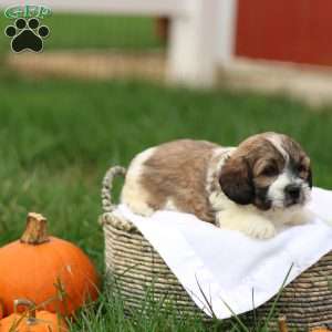 Skyler, Shih-Poo Puppy