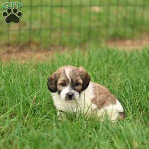 Skyler, Shih-Poo Puppy
