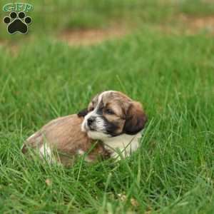 Skyler, Shih-Poo Puppy