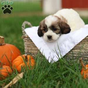 Sarah, Shih-Poo Puppy