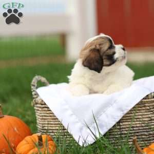 Sarah, Shih-Poo Puppy