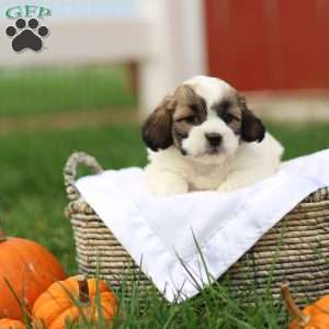 Sarah, Shih-Poo Puppy