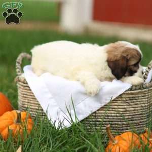 Sarah, Shih-Poo Puppy