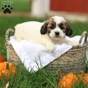 Sarah, Shih-Poo Puppy