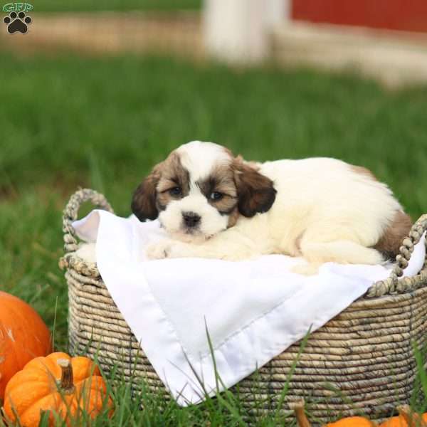 Sarah, Shih-Poo Puppy