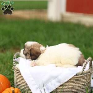 Sarah, Shih-Poo Puppy