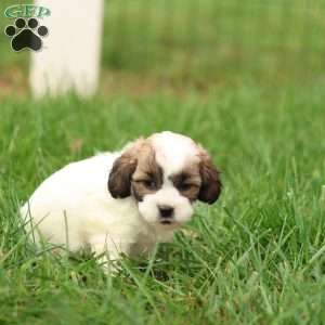 Sarah, Shih-Poo Puppy