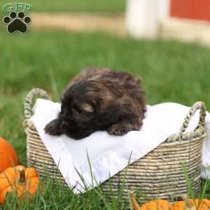 Sheldon, Shih-Poo Puppy