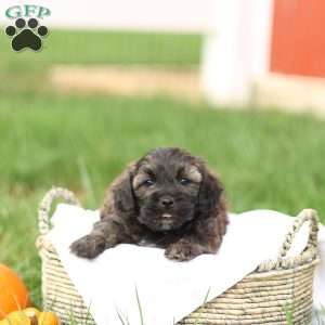 Sheldon, Shih-Poo Puppy