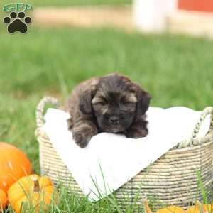 Sheldon, Shih-Poo Puppy