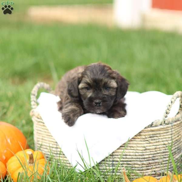 Sheldon, Shih-Poo Puppy