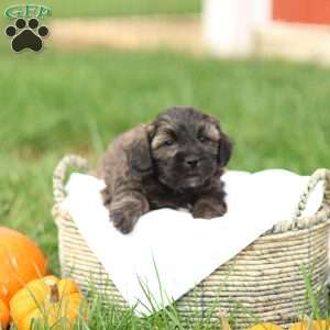 Sheldon, Shih-Poo Puppy