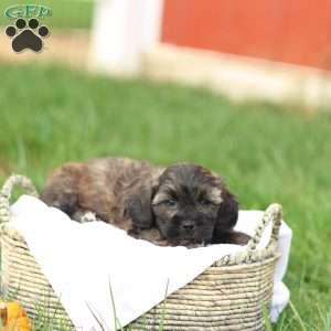 Sheldon, Shih-Poo Puppy