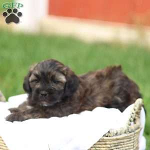 Sheldon, Shih-Poo Puppy