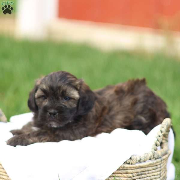 Sheldon, Shih-Poo Puppy