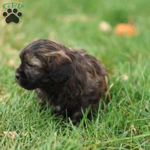 Sheldon, Shih-Poo Puppy
