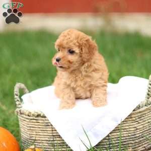 Haven, Havapoo Puppy