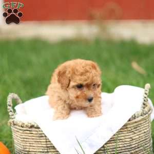 Haven, Havapoo Puppy