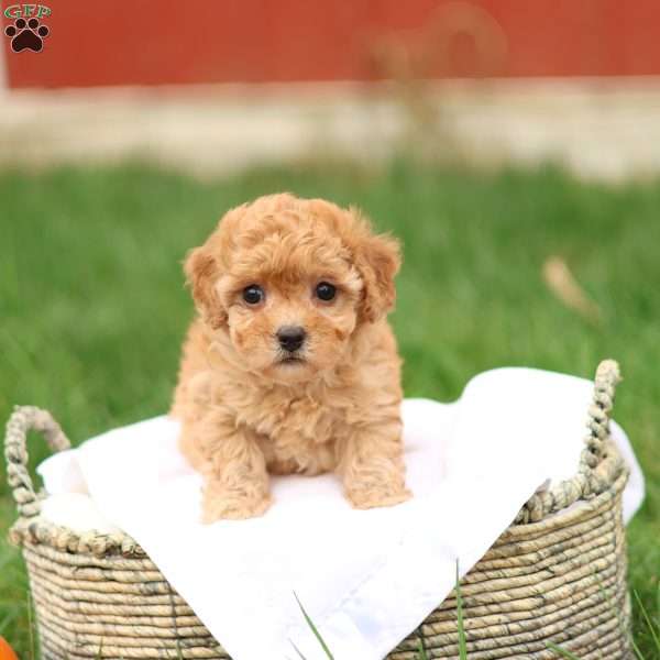 Haven, Havapoo Puppy