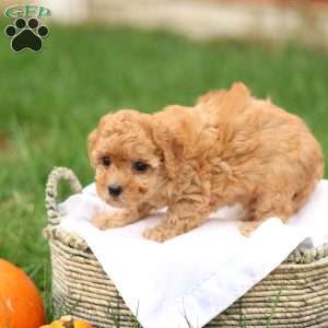 Haven, Havapoo Puppy