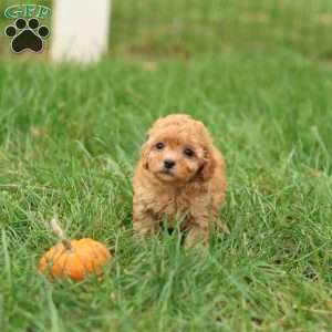 Haven, Havapoo Puppy