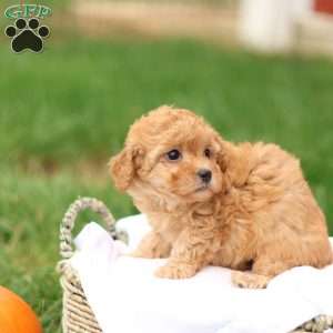 Haven, Havapoo Puppy