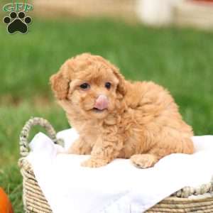Haven, Havapoo Puppy