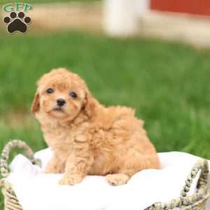 Haven, Havapoo Puppy