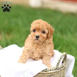 Haven, Havapoo Puppy