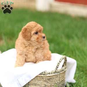 Haven, Havapoo Puppy