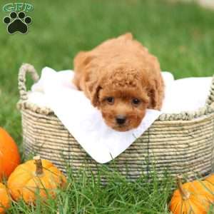 Hunter, Havapoo Puppy