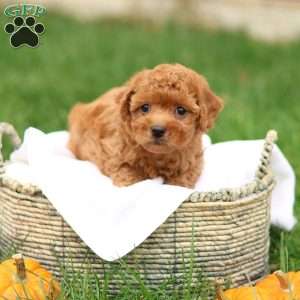 Hunter, Havapoo Puppy