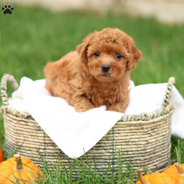 Hunter, Havapoo Puppy