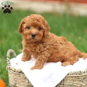 Hunter, Havapoo Puppy