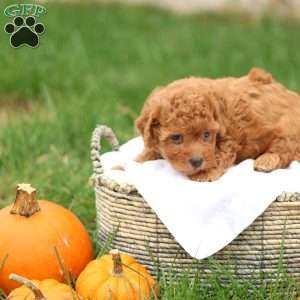 Hunter, Havapoo Puppy