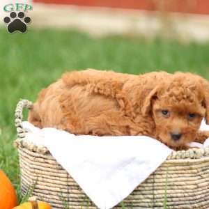 Hunter, Havapoo Puppy