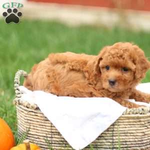 Hunter, Havapoo Puppy