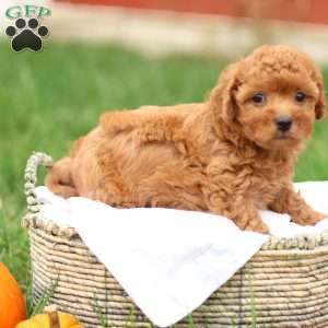 Hunter, Havapoo Puppy