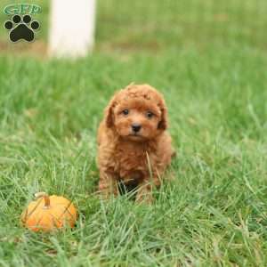 Hunter, Havapoo Puppy