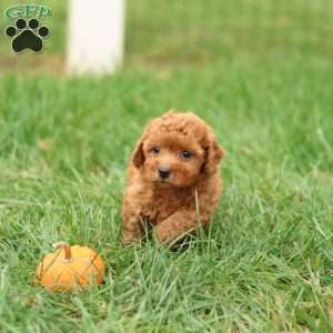 Hunter, Havapoo Puppy
