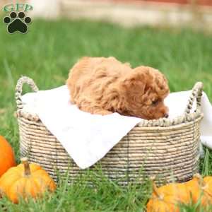 Hollly, Havapoo Puppy