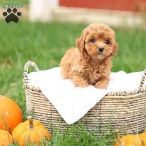 Hollly, Havapoo Puppy