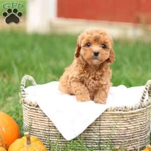 Hollly, Havapoo Puppy