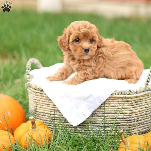 Hollly, Havapoo Puppy