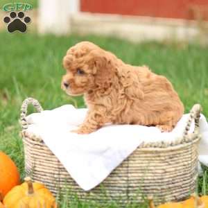 Hollly, Havapoo Puppy